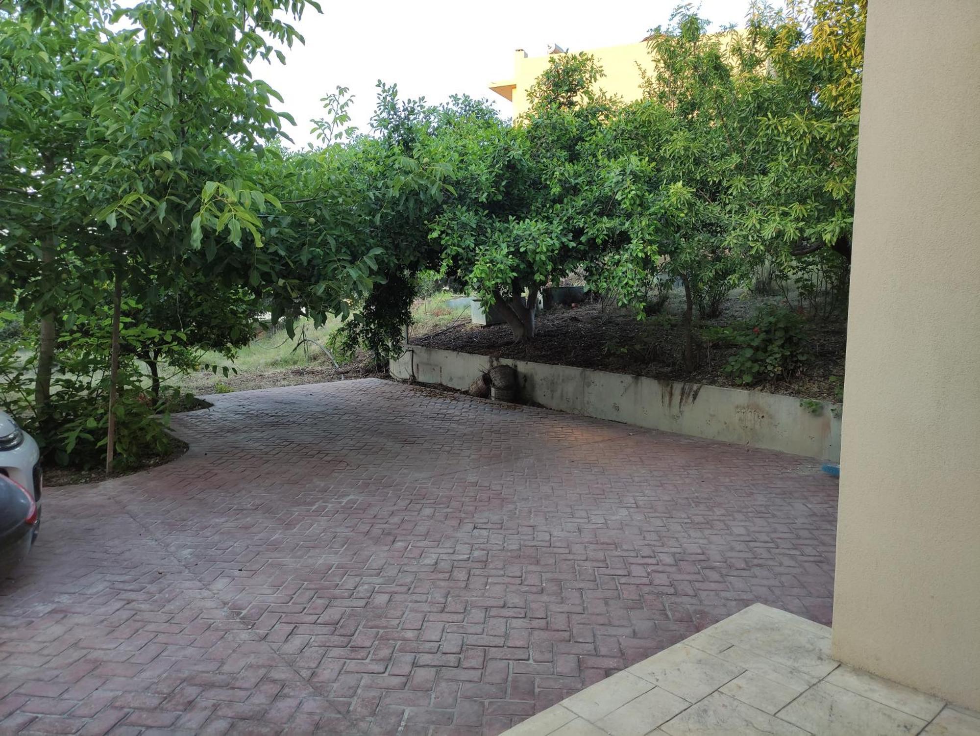 Under The Trees